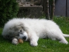 Bella-010